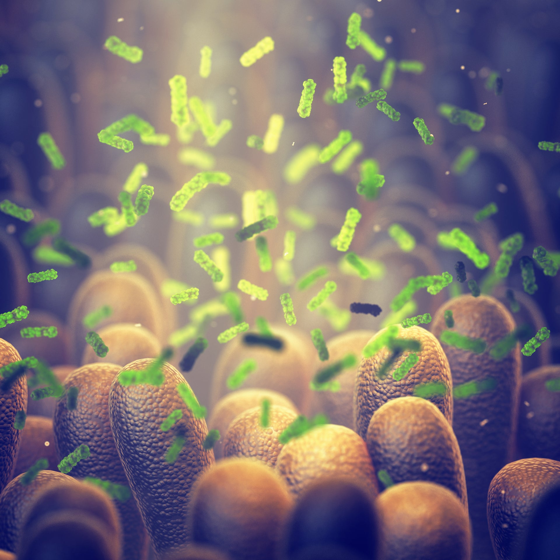 Illustration of gut bacteria interacting with intestinal lining.